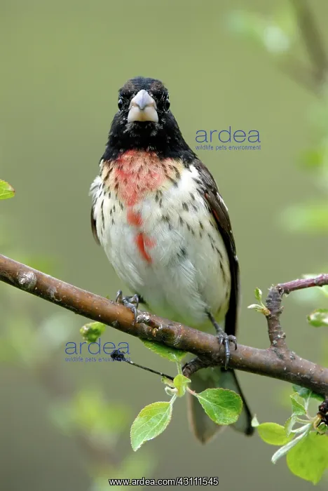 : Rose-breasted Grosbeak male : Rose-breasted Grosbeak male