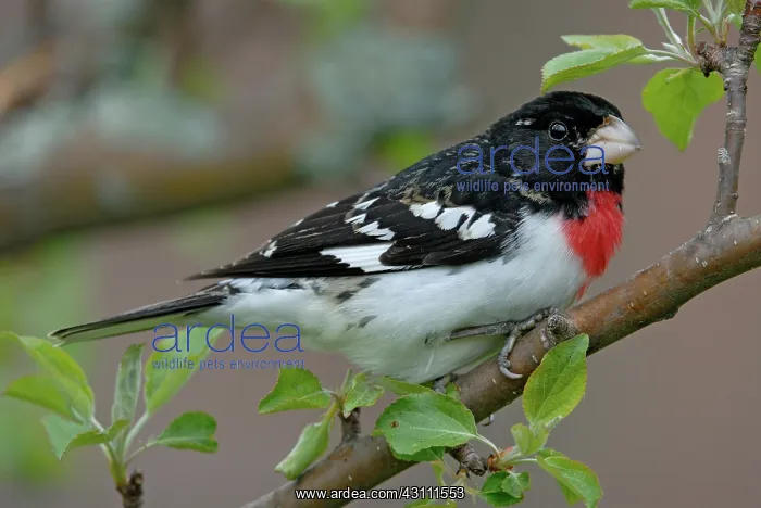 : Rose-breasted Grosbeak male : Rose-breasted Grosbeak male