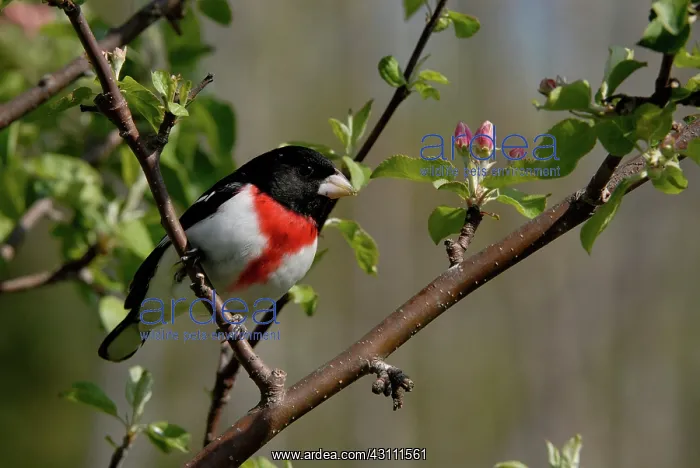 : Rose-breasted Grosbeak male : Rose-breasted Grosbeak male
