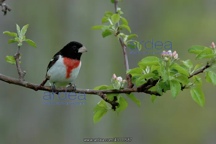 : Rose-breasted Grosbeak male : Rose-breasted Grosbeak male