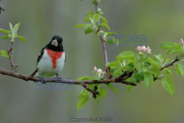 : Rose-breasted Grosbeak male : Rose-breasted Grosbeak male
