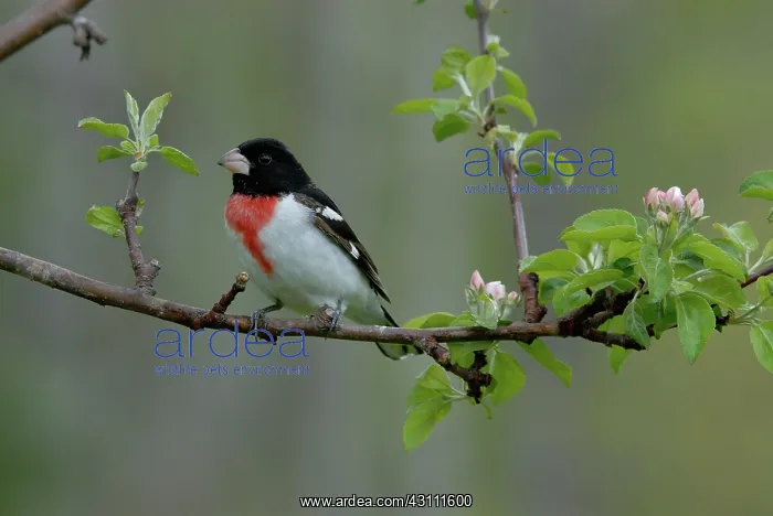 : Rose-breasted Grosbeak male : Rose-breasted Grosbeak male