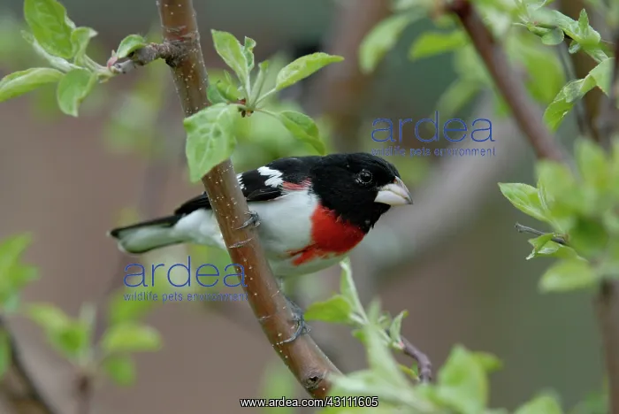  : Rose-breasted Grosbeak male