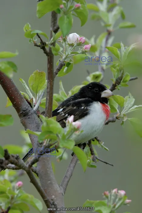 : Rose-breasted Grosbeak male : Rose-breasted Grosbeak male