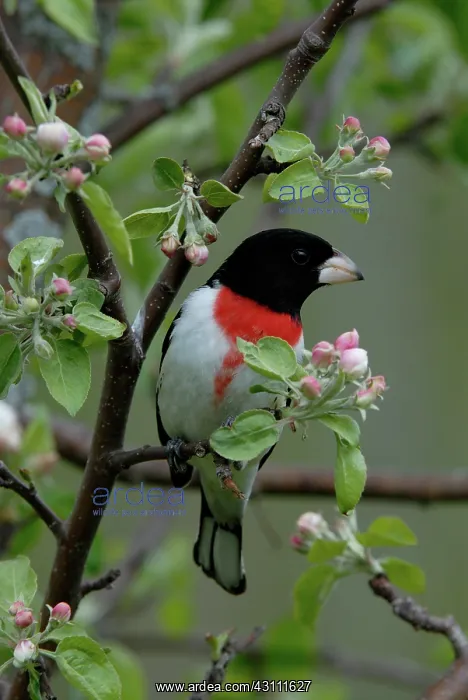 : Rose-breasted Grosbeak male : Rose-breasted Grosbeak male