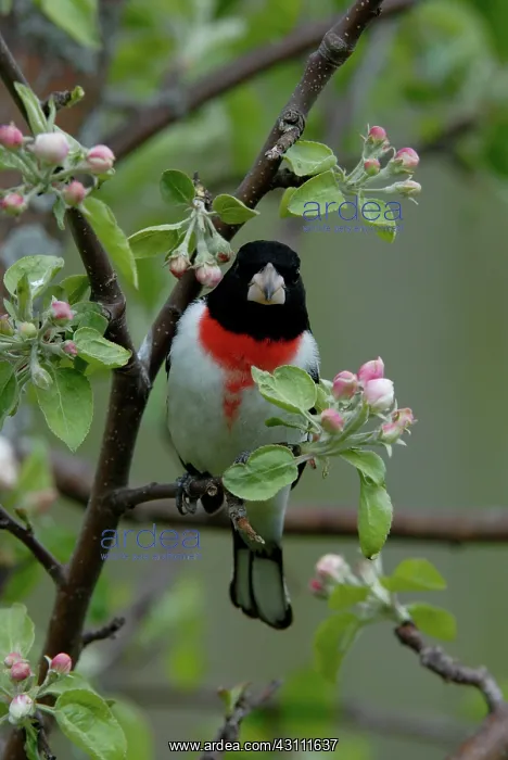  : Rose-breasted Grosbeak male