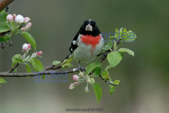  : Rose-breasted Grosbeak male