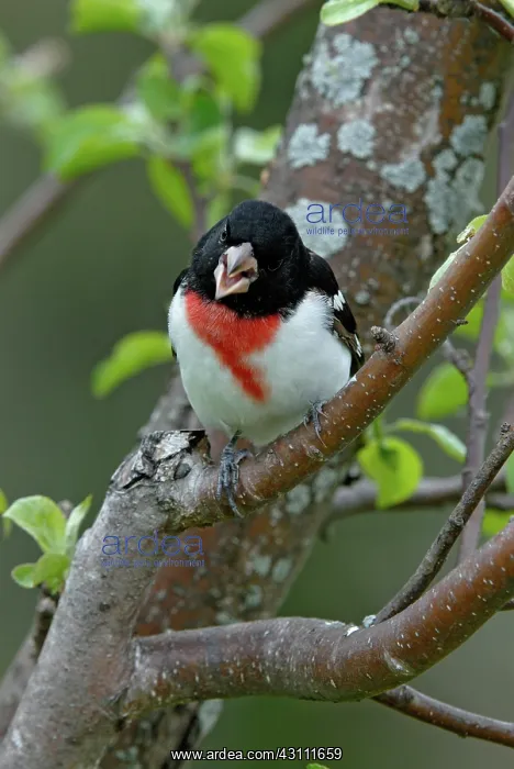 : Rose-breasted Grosbeak male : Rose-breasted Grosbeak male