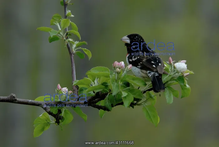 : Rose-breasted Grosbeak male : Rose-breasted Grosbeak male