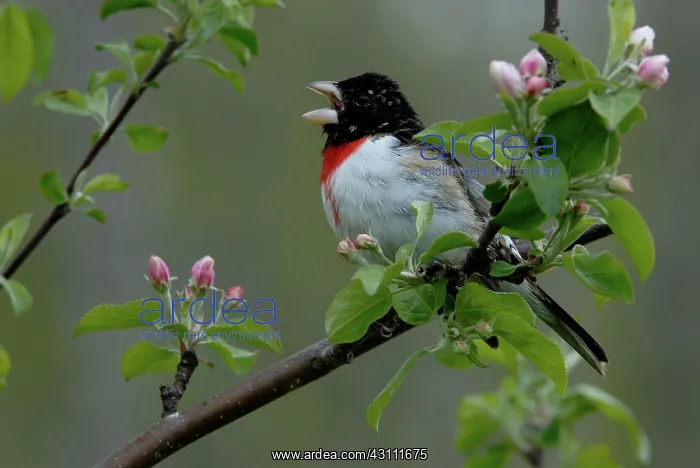 : Rose-breasted Grosbeak male : Rose-breasted Grosbeak male