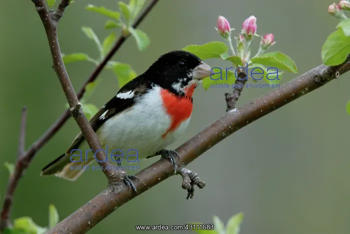 : Rose-breasted Grosbeak male : Rose-breasted Grosbeak male