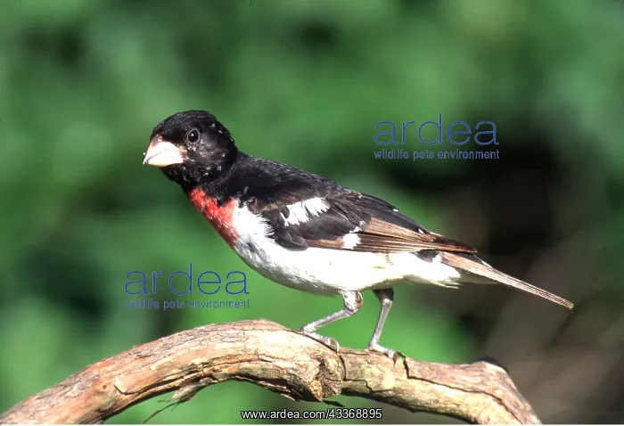 : ROSE-BREASTED GROSBEAK - male, on branch : ROSE-BREASTED GROSBEAK - male, on branch