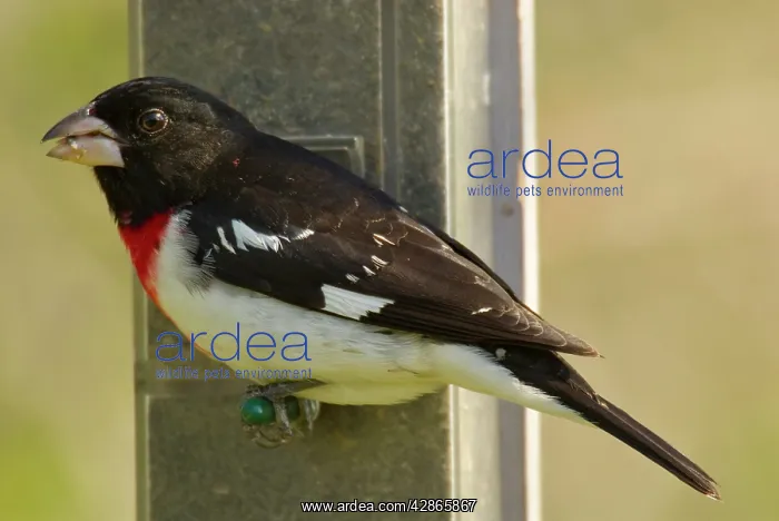 : Rose-breasted Grosbeak - Male feeding on sunflower : Rose-breasted Grosbeak - Male feeding on sunflower