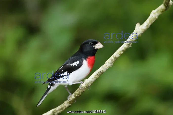 : Rose-breasted Grosbeak - male on migration : Rose-breasted Grosbeak - male on migration