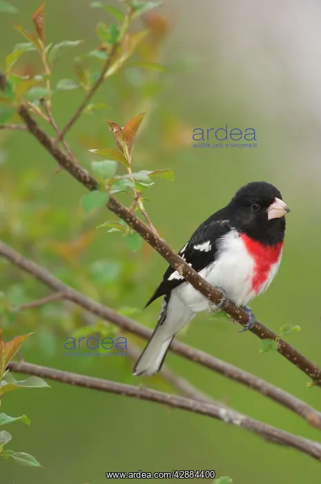  : Rose-breasted Grosbeak - Male perched on branch, Spring