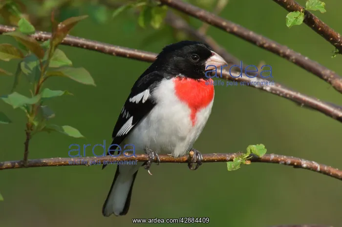 : Rose-breasted Grosbeak - Male perched on branch, Spring : Rose-breasted Grosbeak - Male perched on branch, Spring