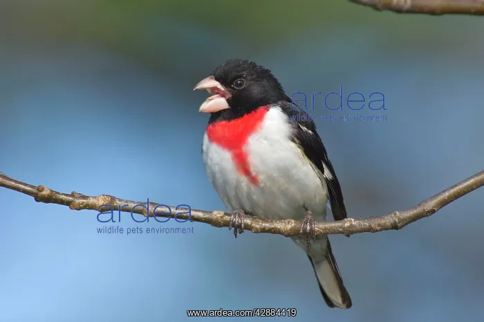  : Rose-breasted Grosbeak - Male perched on branch, Spring