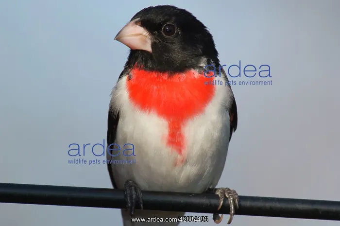: Rose-breasted Grosbeak - Male perched on branch, Spring : Rose-breasted Grosbeak - Male perched on branch, Spring
