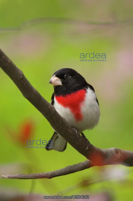 : Rose-breasted Grosbeak - Male perched on brnach, Spring : Rose-breasted Grosbeak - Male perched on brnach, Spring