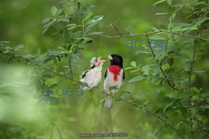 : Rose-breasted Grosbeak, Pheucticus ludovicianus. Adult male : Rose-breasted Grosbeak, Pheucticus ludovicianus. Adult male