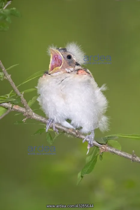  : Rose-breasted Grosbeak, Pheucticus ludovicianus. Fedgling in