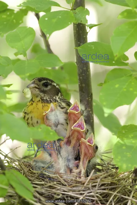 : Rose-breasted Grosbeaks : Rose-breasted Grosbeaks