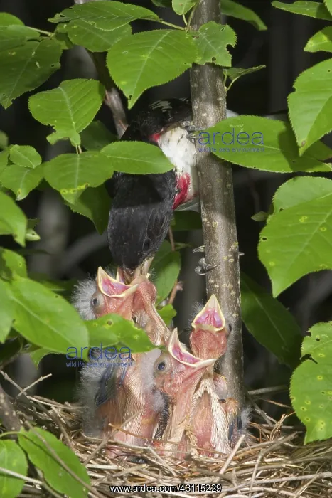 : Rose-breasted Grosbeaks : Rose-breasted Grosbeaks