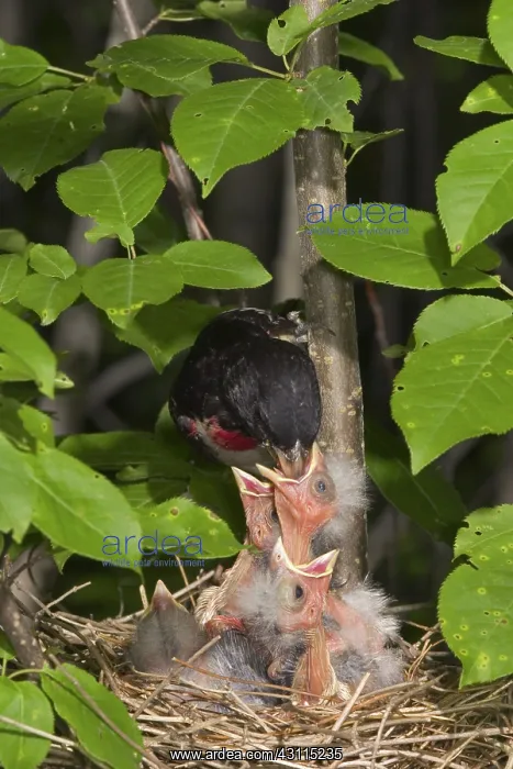 : Rose-breasted Grosbeaks : Rose-breasted Grosbeaks