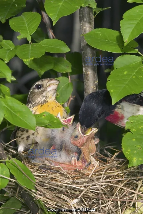 : Rose-breasted Grosbeaks : Rose-breasted Grosbeaks