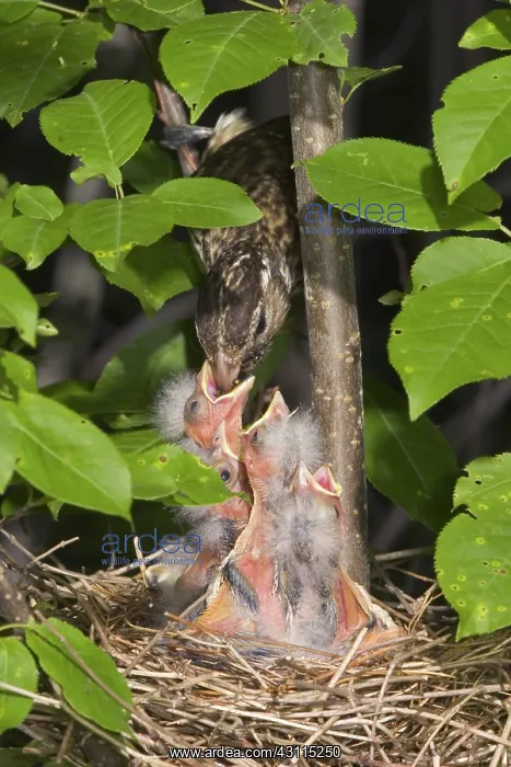 : Rose-breasted Grosbeaks : Rose-breasted Grosbeaks