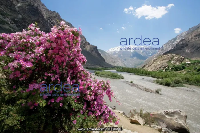 : Rose Bush (Rosa webbiana). in Lower Suru Valley Jammu and Kashmir - India : Rose Bush (Rosa webbiana). in Lower Suru Valley Jammu and Kashmir - India