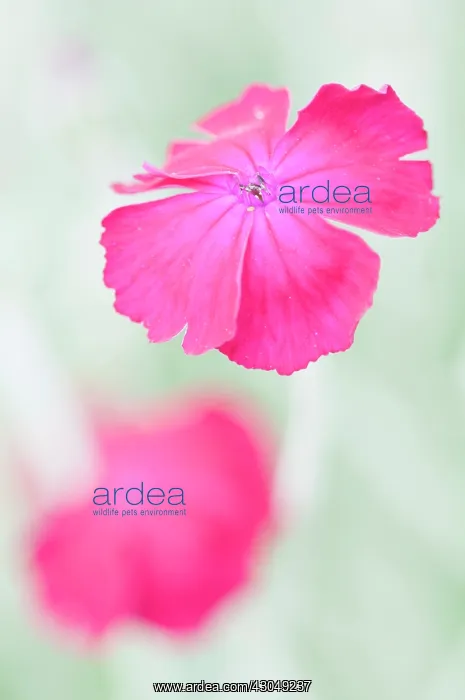 : Rose campion : Rose campion