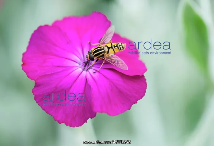 : Rose campion, Lychnis coronaria, Hoverfly collecting nectar : Rose campion, Lychnis coronaria, Hoverfly collecting nectar
