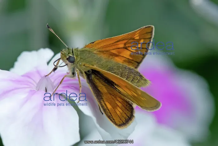  : Rose campion, Pink eyed