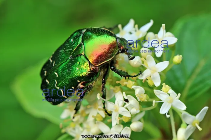  : Rose Chafer