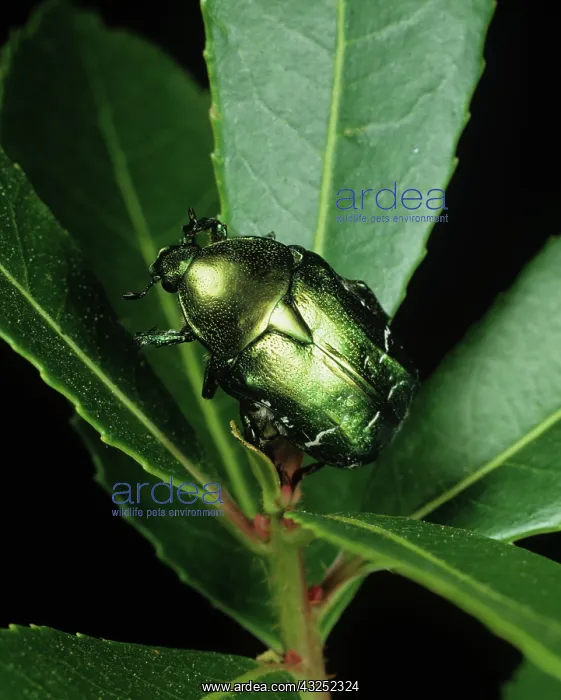 : Rose Chafer (Cetonia aurata) : Rose Chafer (Cetonia aurata)