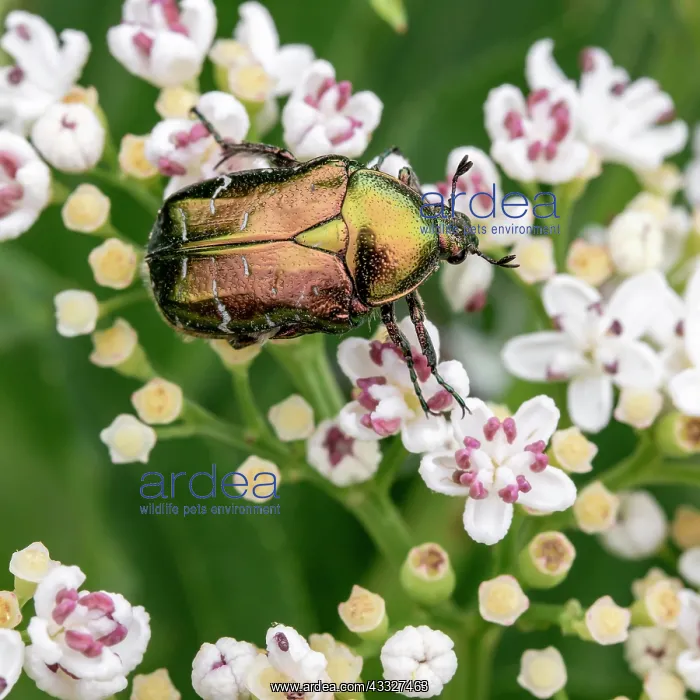 : Rose chafer (Cetonia aurata), coppery colour for : Rose chafer (Cetonia aurata), coppery colour for