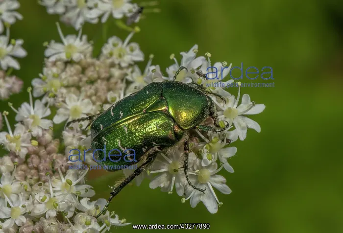 : Rose Chafer, Cetonia aurata, feeding on Hogweed : Rose Chafer, Cetonia aurata, feeding on Hogweed