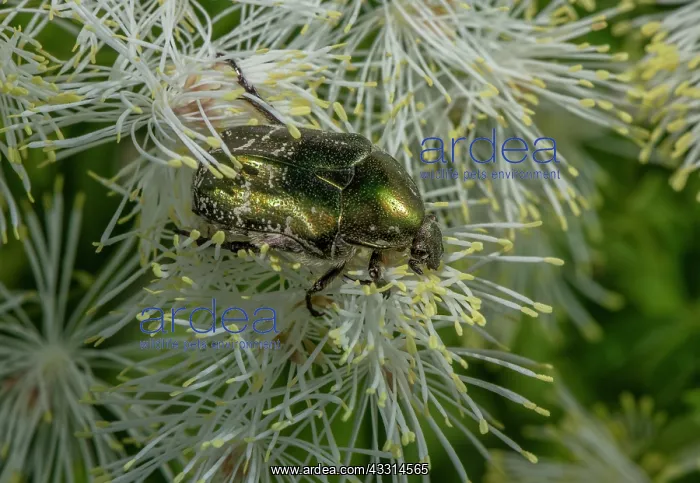  : Rose Chafer, Cetonia aurata, feeding on pollen o