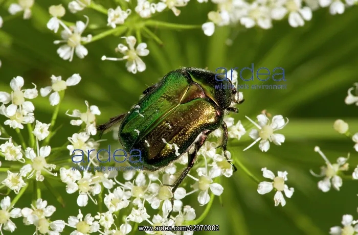 : Rose Chafer - feeding on umbellifer flowers : Rose Chafer - feeding on umbellifer flowers