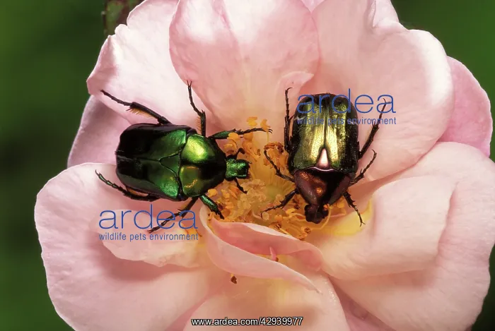 : Rose Chafer - on flower : Rose Chafer - on flower