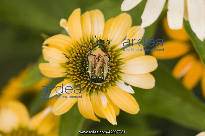  : Rose Chafer - on garden flower, North Hessen, Germany