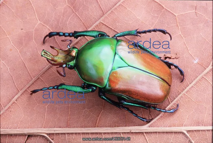 : ROSE CHAFER - ON LEAF : ROSE CHAFER - ON LEAF