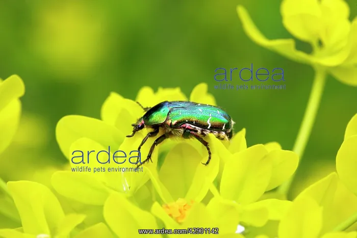 : Rose Chafer on a Marsh spurge (Euphorbia palustris) : Rose Chafer on a Marsh spurge (Euphorbia palustris)
