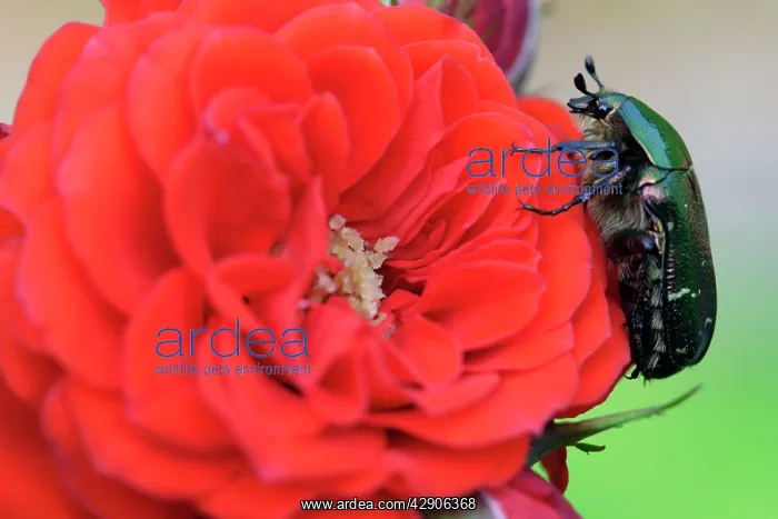 : Rose Chafer - Resting on red rose : Rose Chafer - Resting on red rose