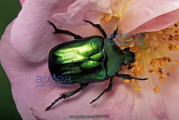 : Rose Chaffer - on a flower : Rose Chaffer - on a flower