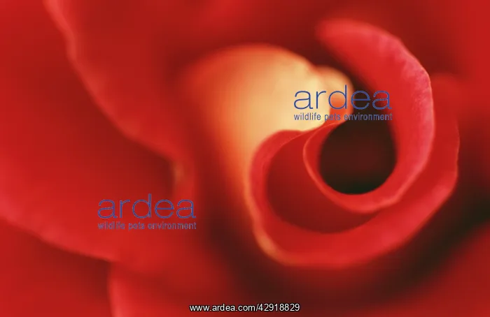 : ROSE - close-up of red rose : ROSE - close-up of red rose
