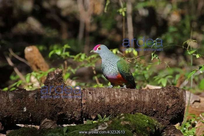 : Rose-crowned Fruit-Dove : Rose-crowned Fruit-Dove