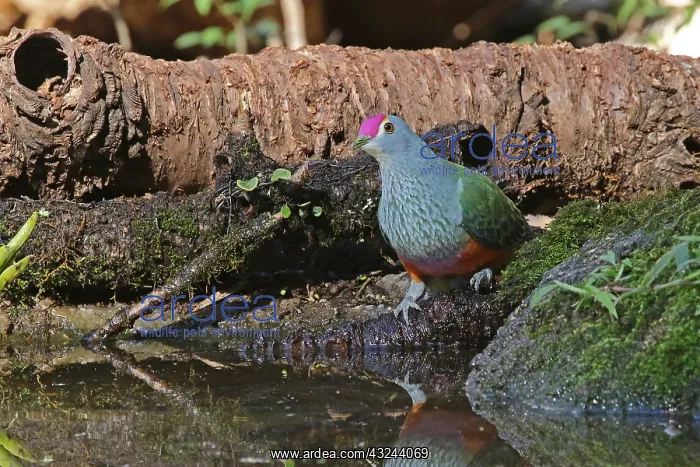 : Rose-crowned Fruit-Dove male : Rose-crowned Fruit-Dove male