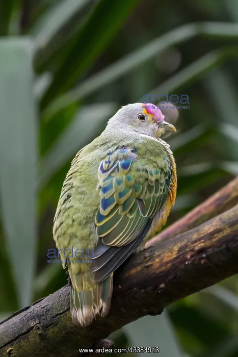  : Rose-crowned fruit dove (Ptilinopus regina), pink-capped f